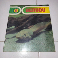 Image of BERUDU